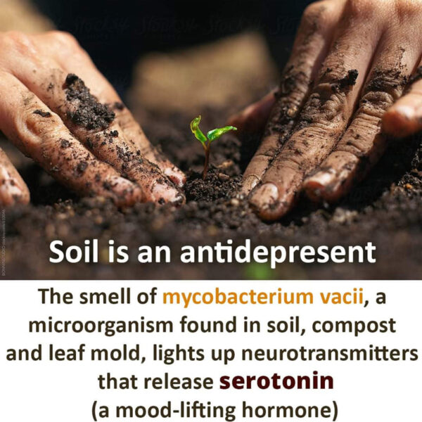 AGC-Soil-is-an-antidepresent-800